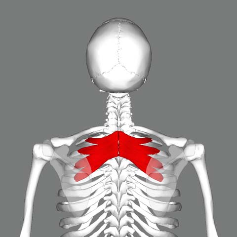 douleur dans le haut du dos