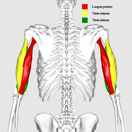 douleur arrière du bras
