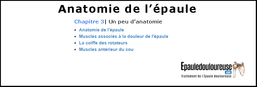 Anatomie de l'épaule