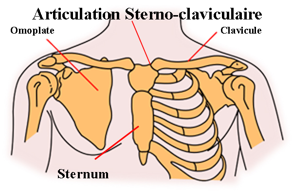 articulation sterno-claviculaire