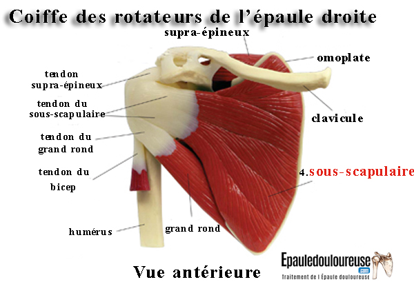 coiffe des rotateurs anatomie