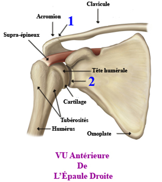 anatomie épaule