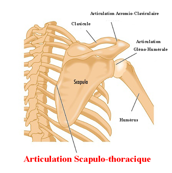 articulation Scapulo-thoracique