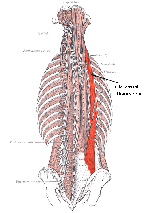 muscle Rhomboïdes