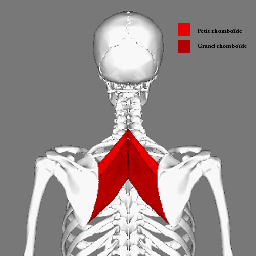 muscle Rhomboïdes