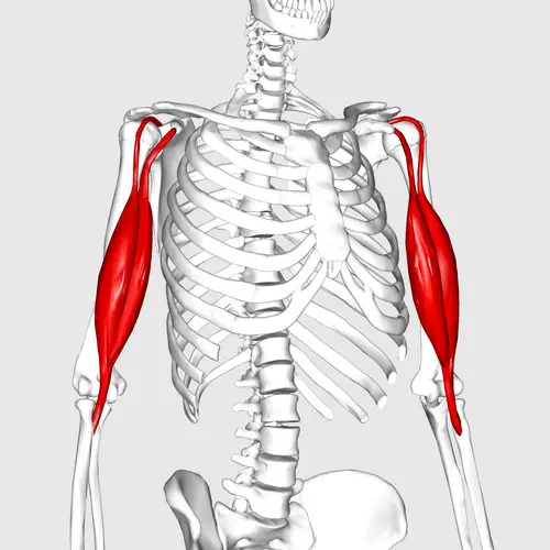 Emplacement du muscle biceps brachial