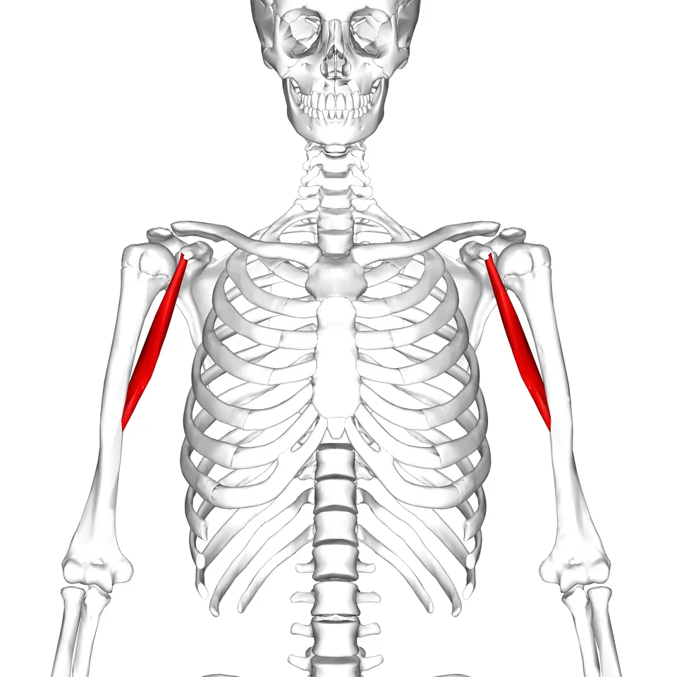 Emplacement du muscle coracobrachial