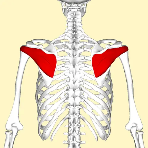 Emplacement du muscle infra-épineux
