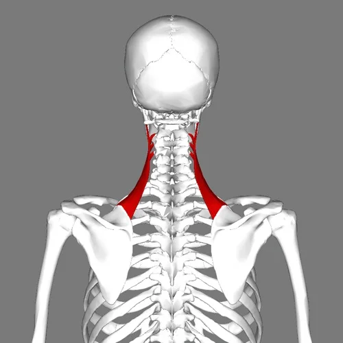 Emplacement du muscle élévateur de la scapula
