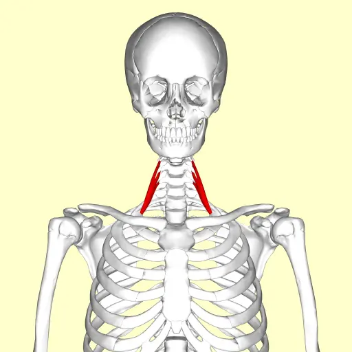 Emplacement des muscles scalènes de chaque côté du cou