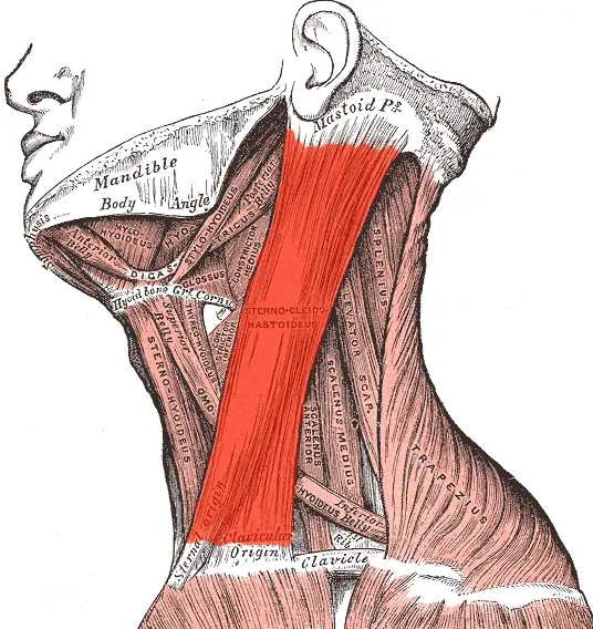 Emplacement du muscle sterno-cléido-mastoïdien de chaque côté du cou