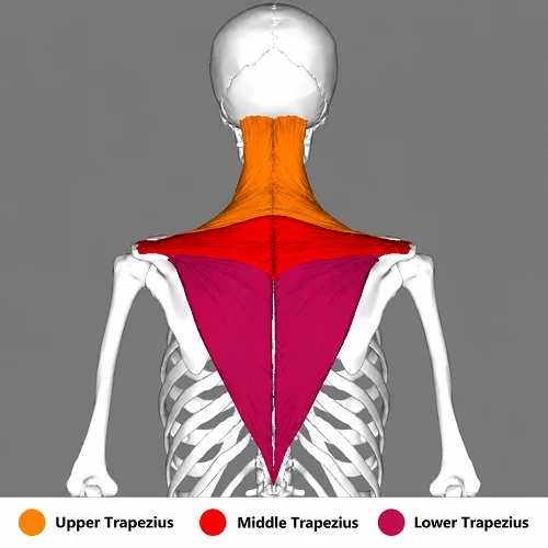 Emplacement du muscle trapèze