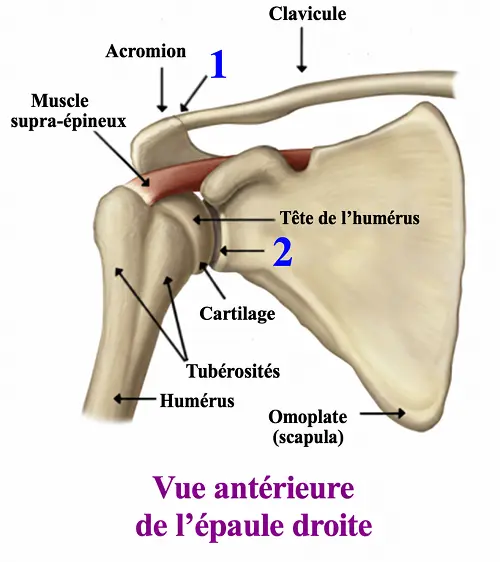 Vue de face de l’épaule droite : humérus, scapula, clavicule,
         acromion et supra-épineux