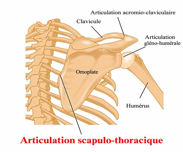 Articulations scapulothoracique, glénohumérale et acromioclaviculaire