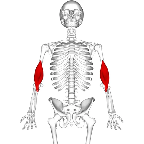 Emplacement du muscle brachial
