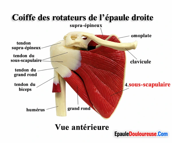 Vue avant de la coiffe des rotateurs montrant le sous-scapulaire