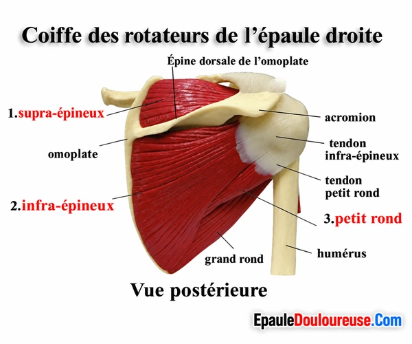 Vue arrière des muscles de la coiffe des rotateurs