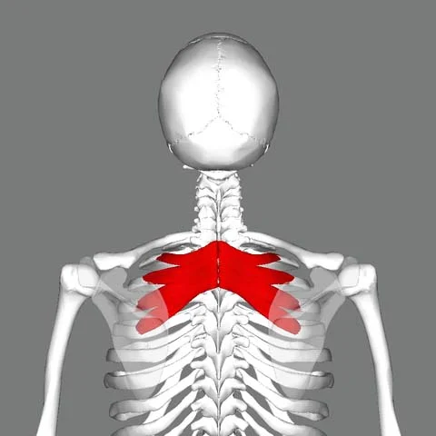 Emplacement du muscle dentelé postérieur supérieur
