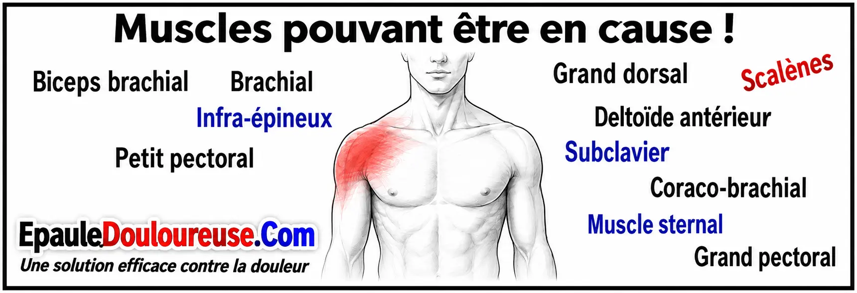 Muscles pouvant contribuer à une douleur à l’avant de l’épaule