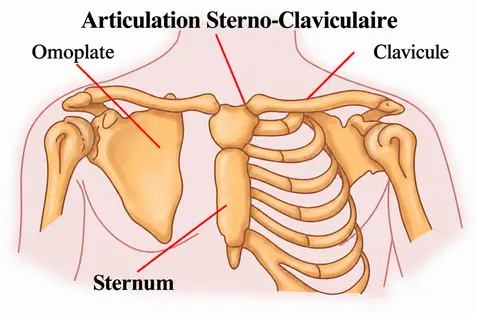 Anatomie de la clavicule et de l’articulation sterno-claviculaire