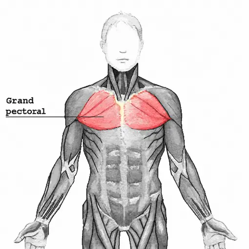 Emplacement du grand pectoral