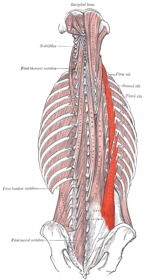 Emplacement du muscle iliocostal thoracique