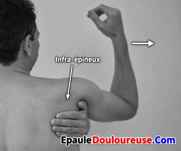 Comment repérer le muscle infra-épineux