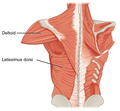 Emplacement du muscle grand dorsal