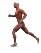 myofascia release in Santa Monica