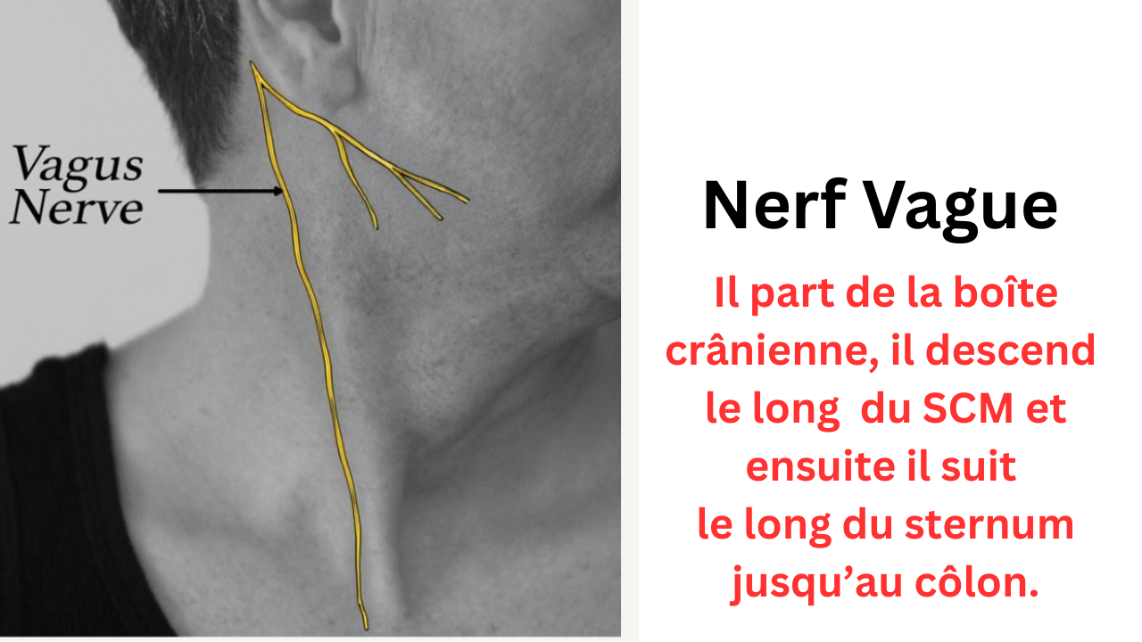 comment stimuler le nerf vague