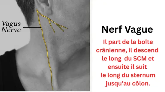 Schéma anatomique du trajet du nerf vague