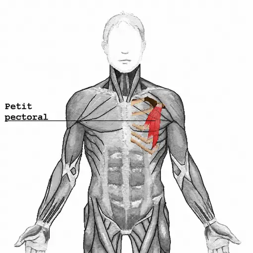 Emplacement du petit pectoral