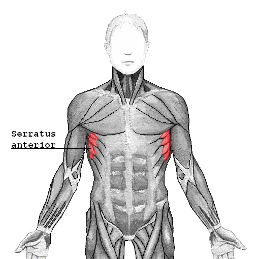 Emplacement du muscle dentelé antérieur