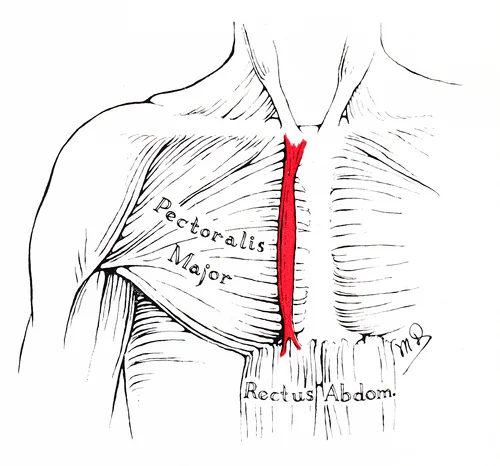 Emplacement du muscle sternal