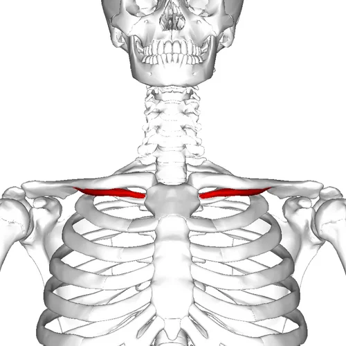 Emplacement du muscle subclavier