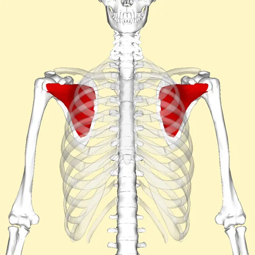 Emplacement du muscle sous-scapulaire