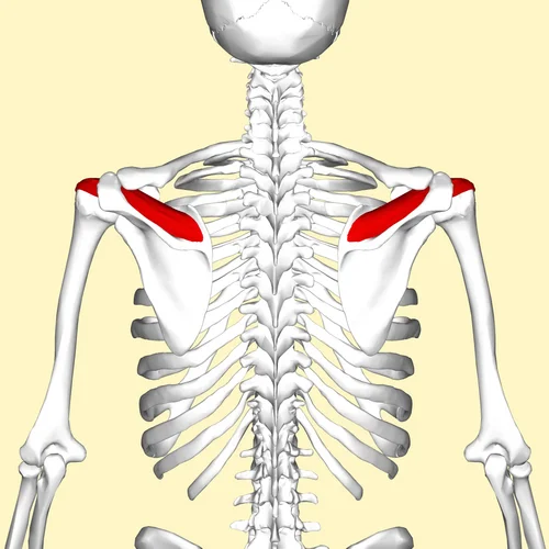 Emplacement du muscle supra-épineux