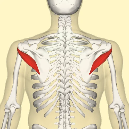 Emplacement du muscle petit rond