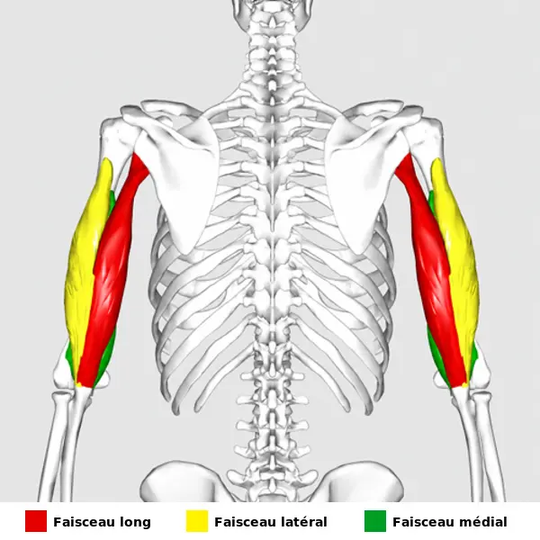 Emplacement du muscle triceps brachial
